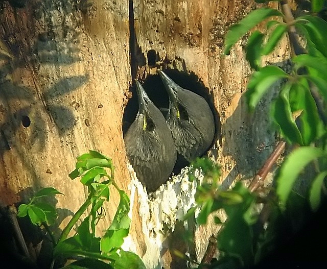 juvenille starlings