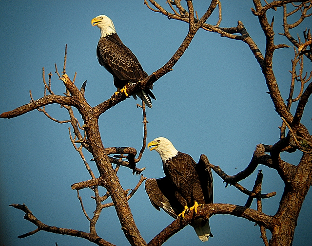 Bald eagles