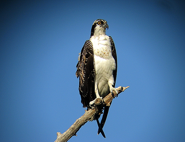 Osprey