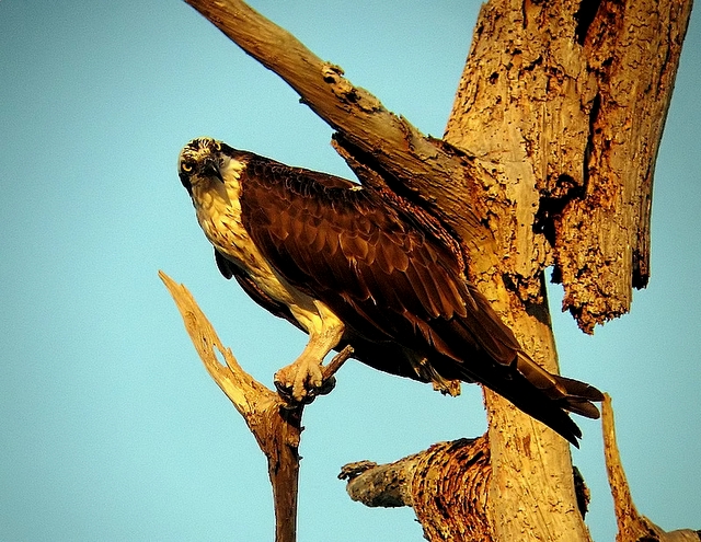 Osprey
