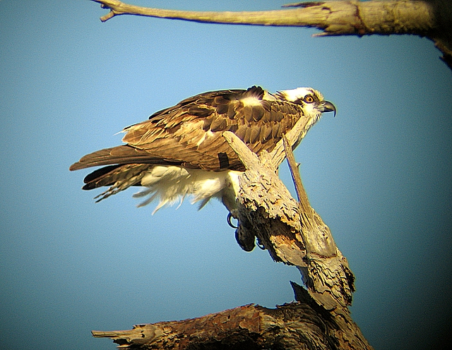 Osprey