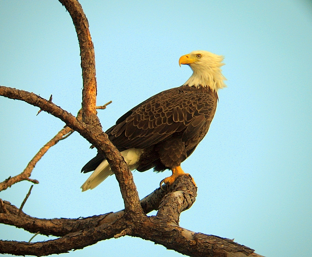 Bald Eagle