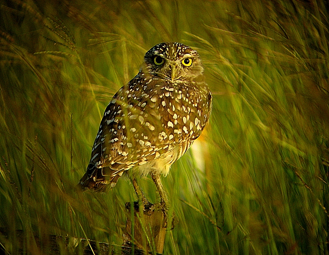 Burrowing Owl