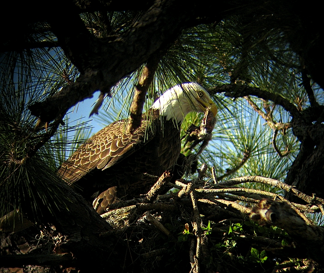 Bald Eagle
