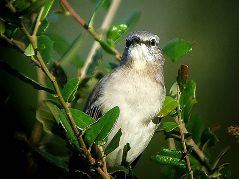 mocking bird