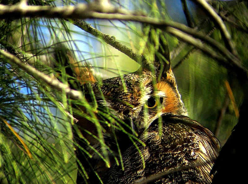 horned owl