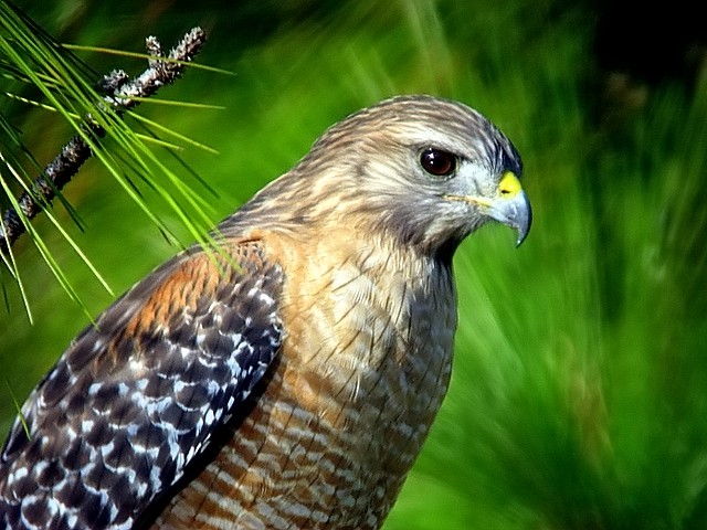 red shoulder hawk