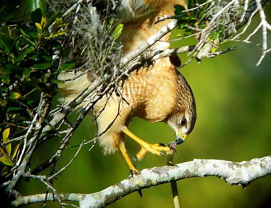 red shoulder hawk with snake