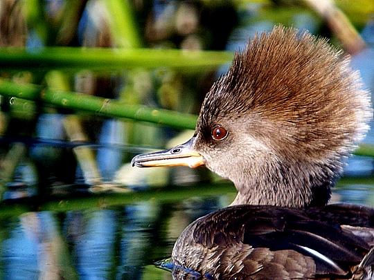 Hooded Merganser