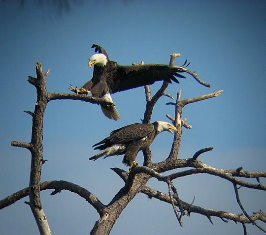 bald eagles