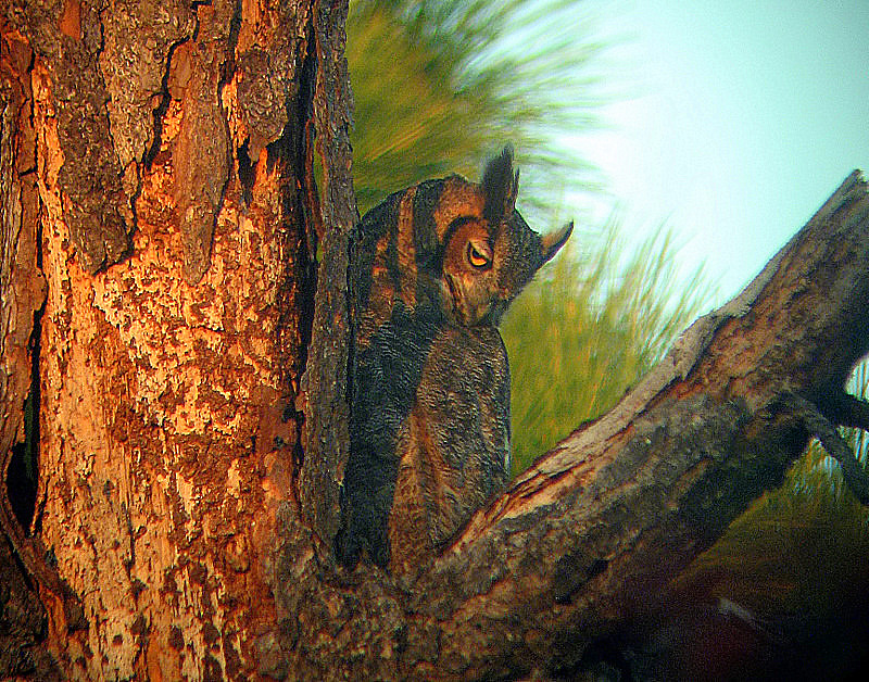 great horned owl