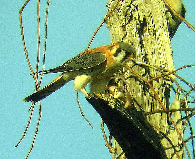 kestrel with an anole