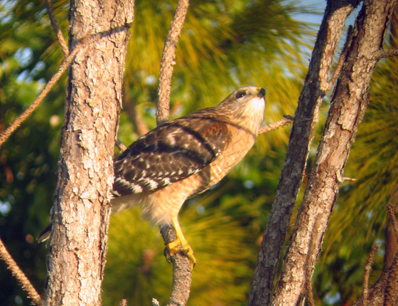 red shoulder hawk displaying its namesake