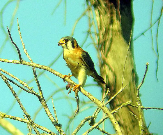another kestrel with anole