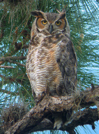 great horned owl