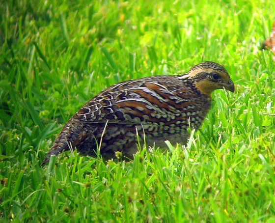 female quail
