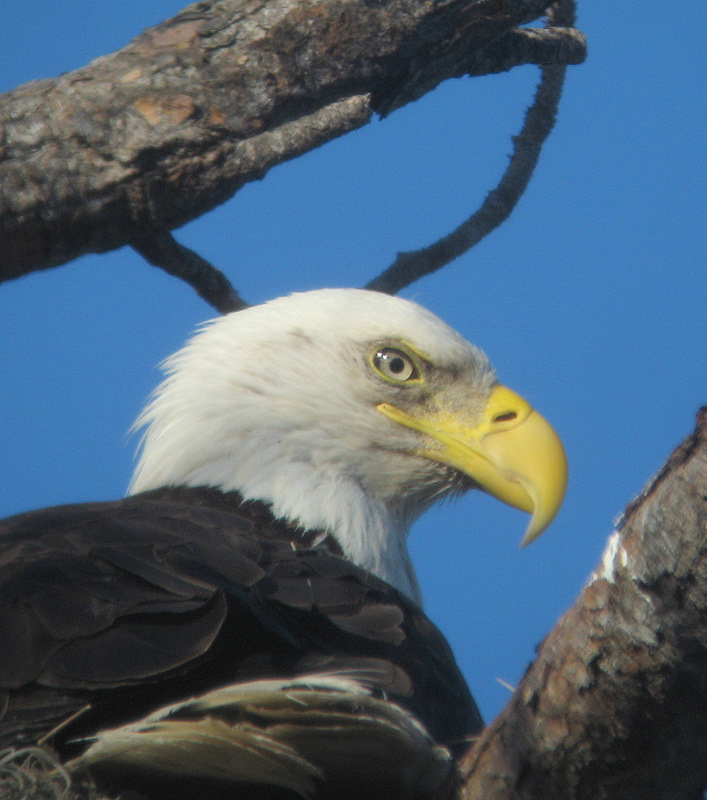 bald eagle