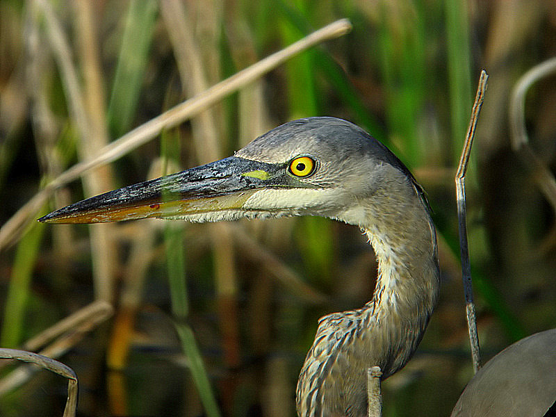 great blue heron