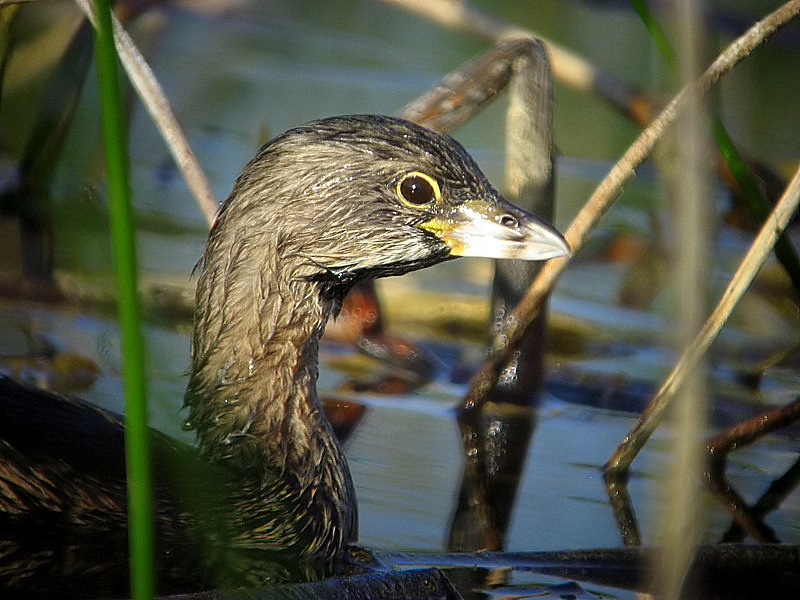 pied-bill grebe