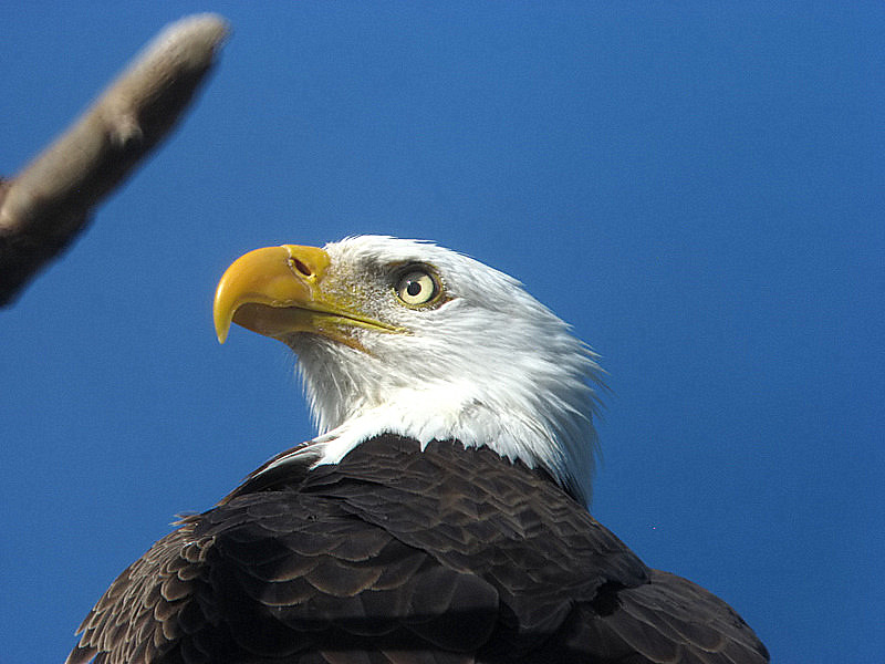bald eagle