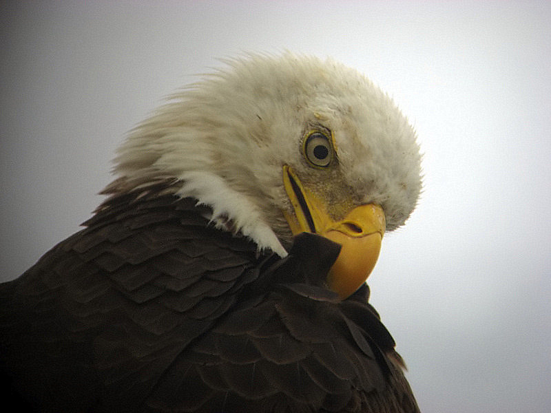 bald eagle