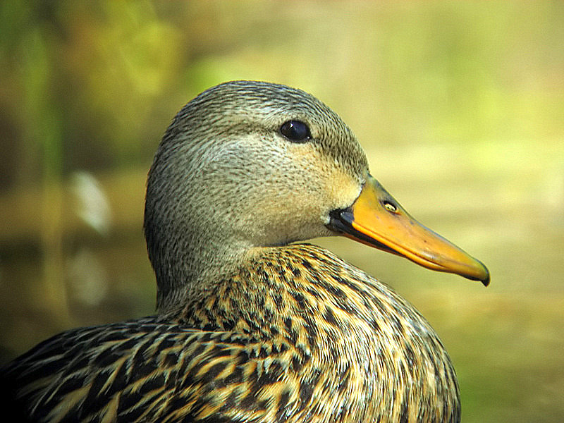 mottled duck