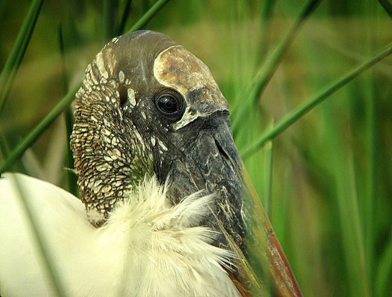 woodstork