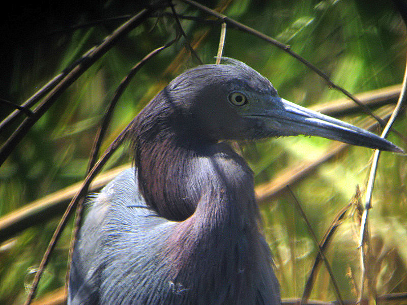 Little Blue Heron