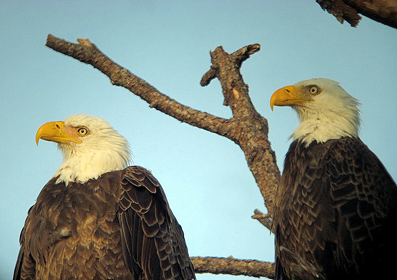 Bald Eagles