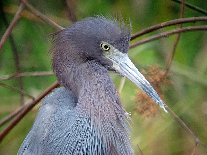 little blue heron