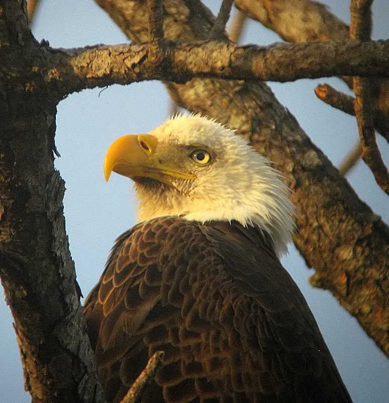 bald eagle