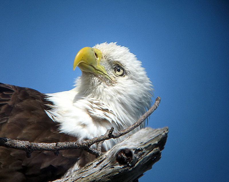 bald eagle