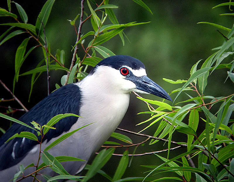 night heron