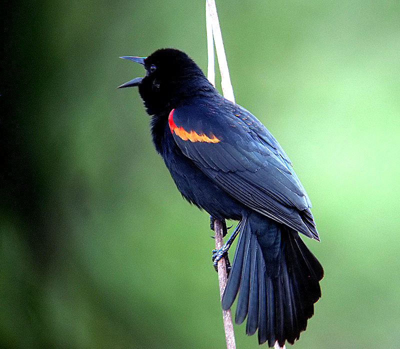 redwing blackbird