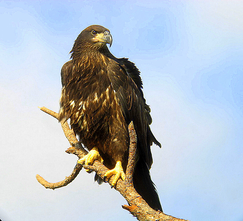 juvenille baldie