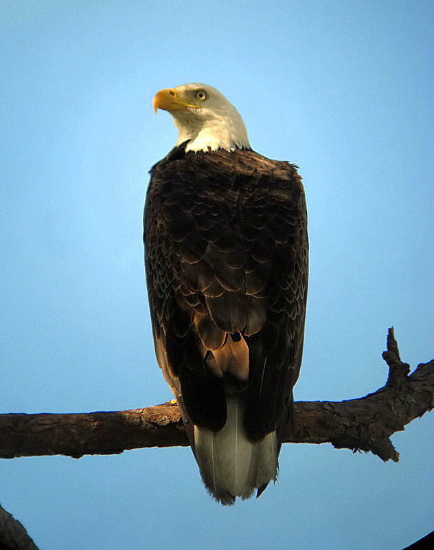 bald eagle