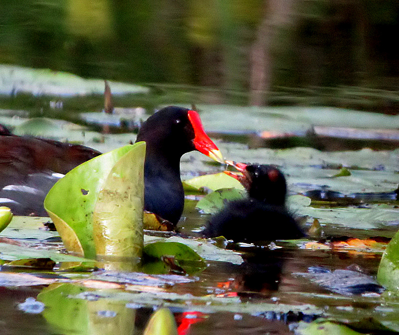 gallinules