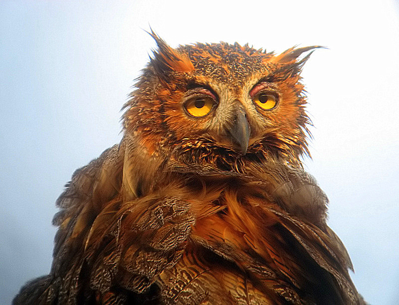 great horned owl