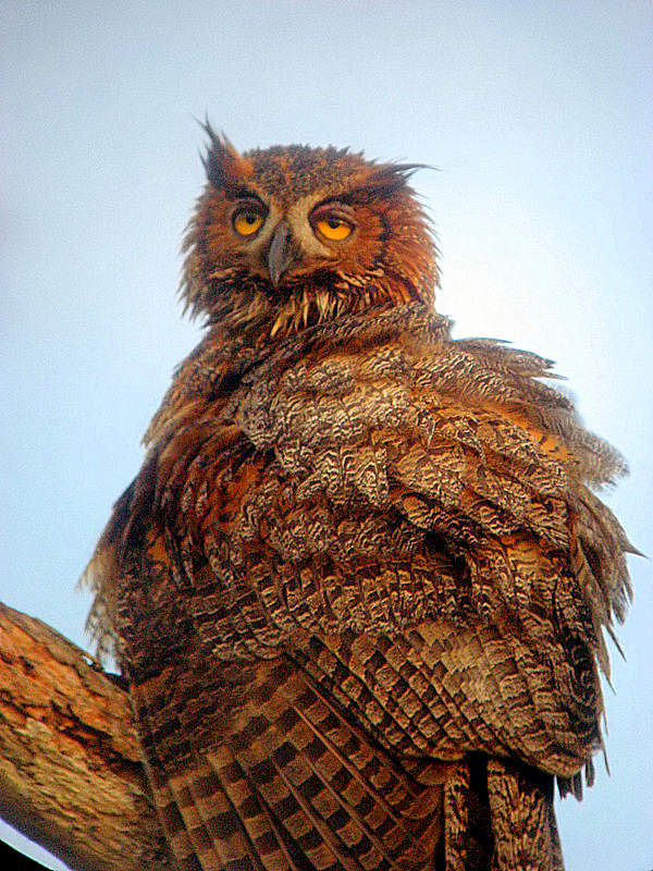 wet horned owl