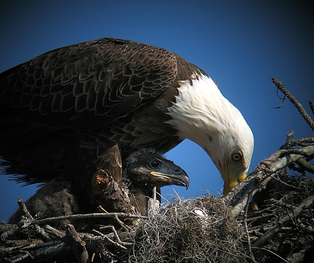 Bald Eagle Generations