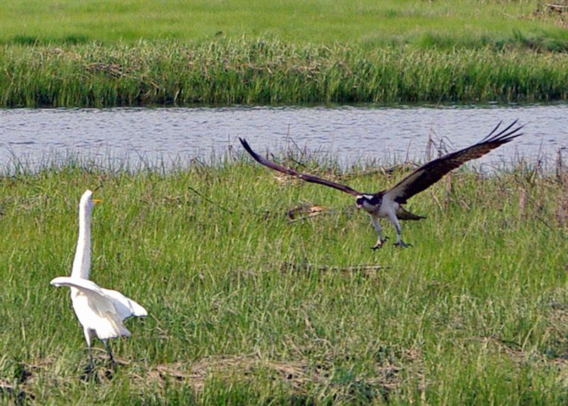 Osprey vs Egret, Lyme CT