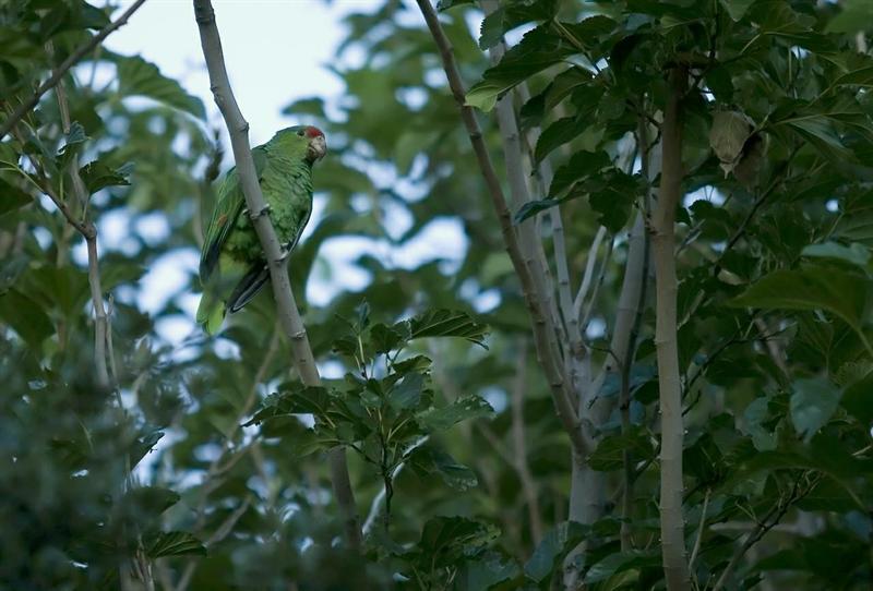 Amazon Parrot in the Desert