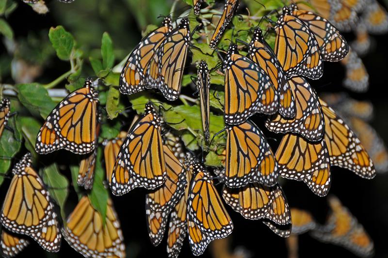 Just Another Monarch Monday