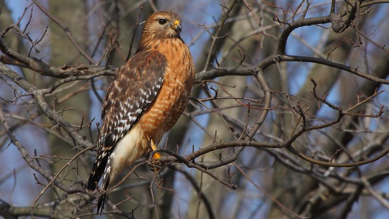 Red-shouldered Hawk