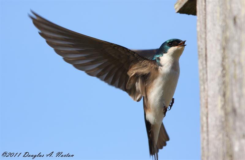 Tree Swallow