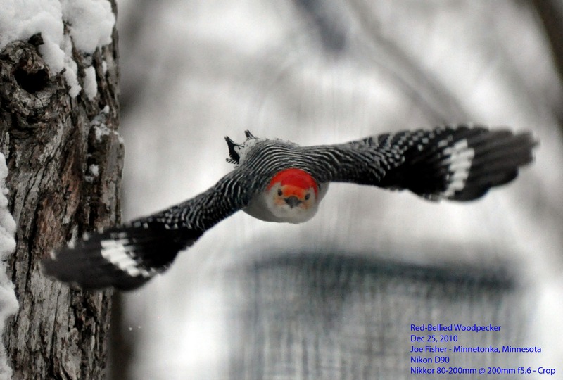 Red-Bellied Woodpecker in Flight
