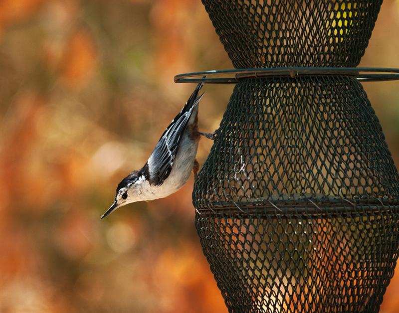 White-breasted Nuthatch