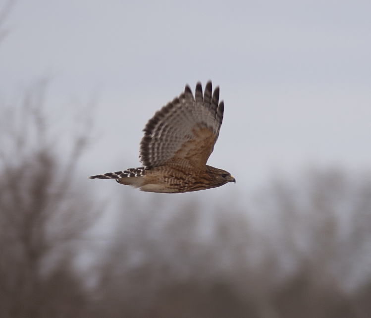 Red Shouldered Hawk