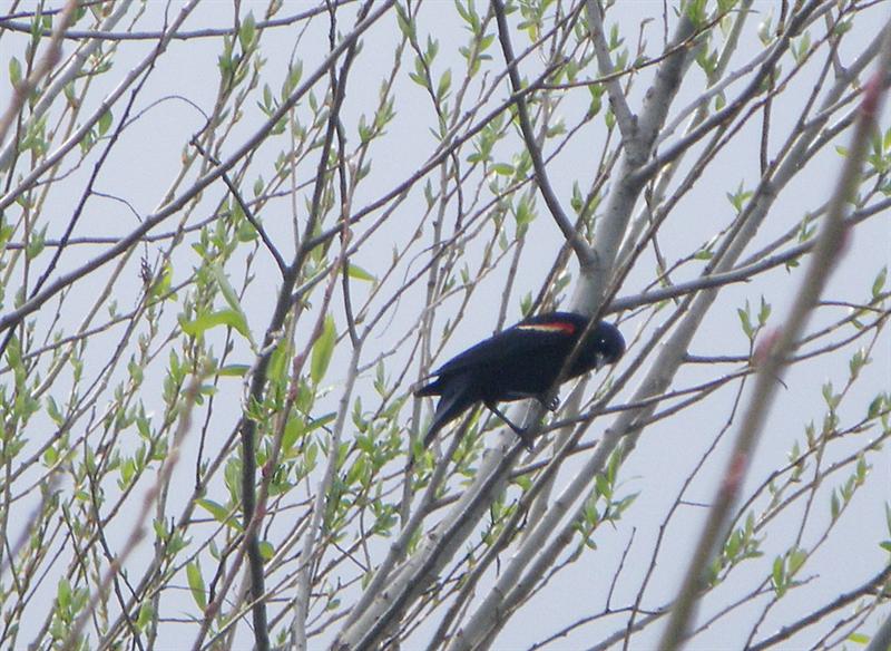 Red Wing Blackbird