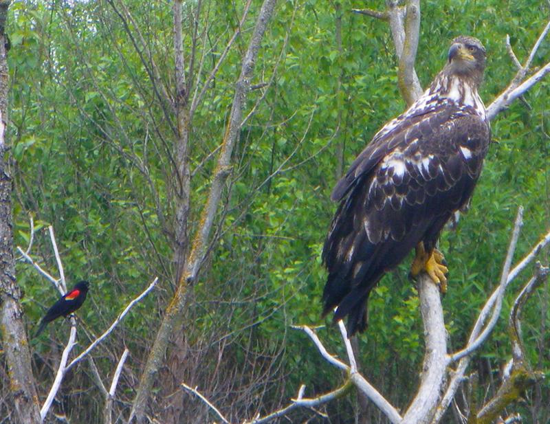 Juvenile Bald Eagle